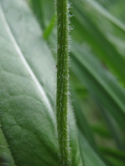 Cirsium pannonicum