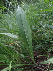 Cirsium pannonicum