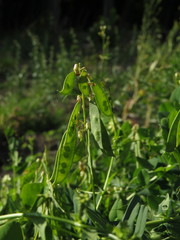 Vicia pisiformis