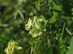 Vicia pisiformis