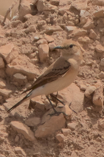 Western Black-eared Wheatear