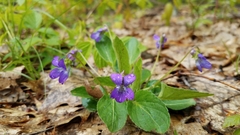Viola fimbriatula
