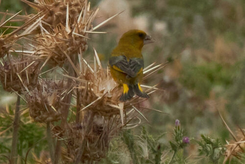 European Greenfinch