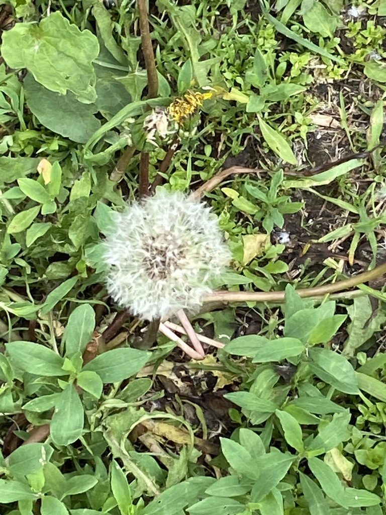 common dandelion from Европейская гимназия с дошкольным отделением ...