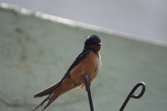 Hirundo rustica