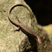 Tsushima Ground Skink - Photo (c) Kim, Hyun-tae, some rights reserved (CC BY), uploaded by Kim, Hyun-tae