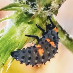 Coccinella septempunctata