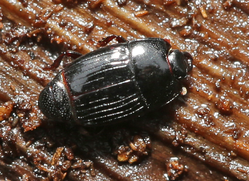 Platysoma deplanatum