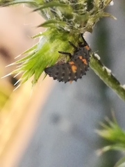 Coccinella septempunctata