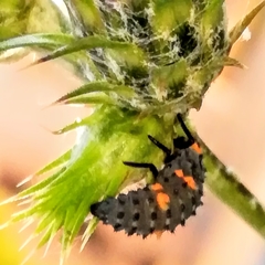 Coccinella septempunctata