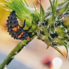 Coccinella septempunctata