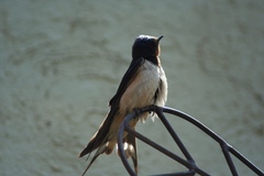 Hirundo rustica