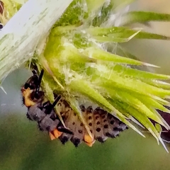 Coccinella septempunctata