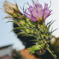 Coccinella septempunctata
