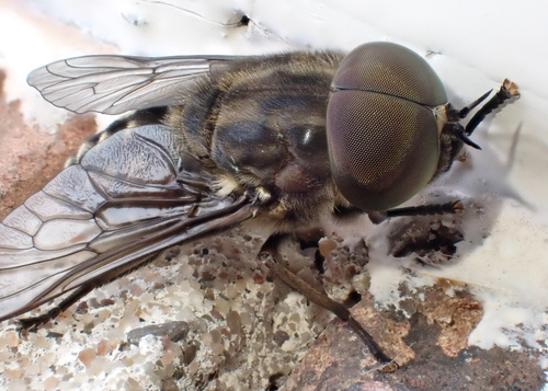 Large Marsh Horse Fly, Graafland, Groot-Ammers, South Holland, NL, photo 5 of 10