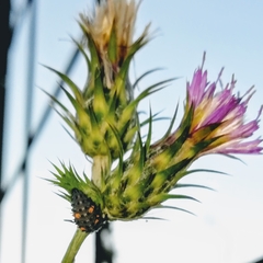 Coccinella septempunctata