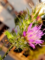 Coccinella septempunctata