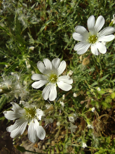 Gibraltar chickweed (Cerastium gibraltaricum)