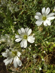 Cerastium gibraltaricum, photograph Santiago Martín-Bravo, CC BY, iNaturalist via GBIF
