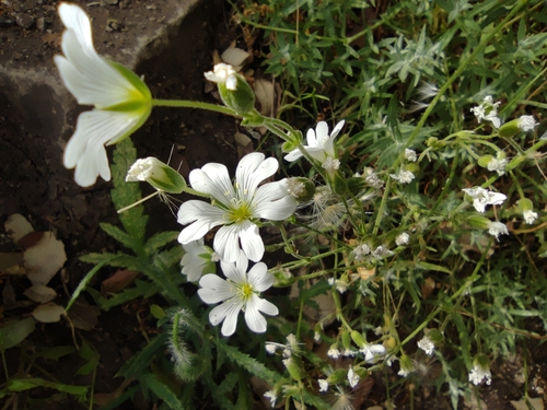 Cerastium gibraltaricum, photograph 2