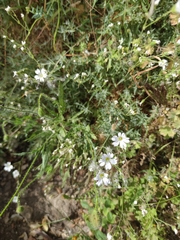 Cerastium gibraltaricum, photograph Santiago Martín-Bravo, CC BY, iNaturalist via GBIF