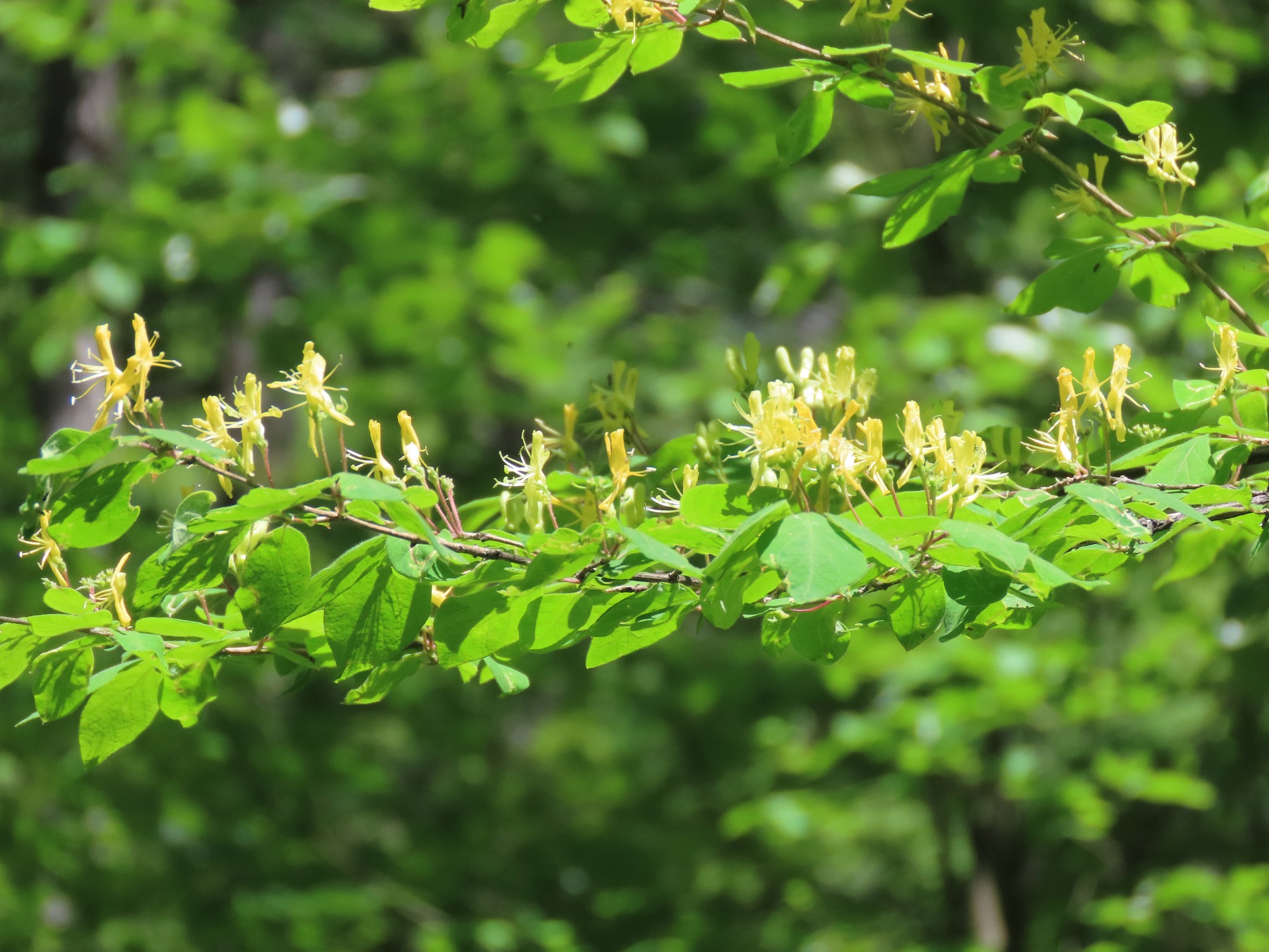 Lonicera demissa
