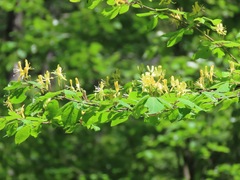Lonicera demissa