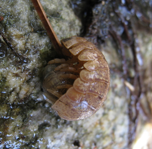 Helleria brevicornis