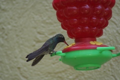 Cynanthus latirostris