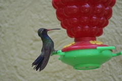 Cynanthus latirostris