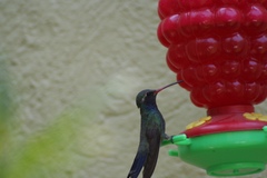 Cynanthus latirostris