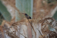 Cynanthus latirostris