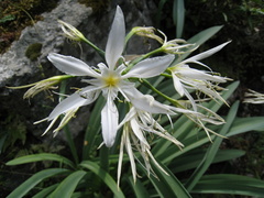 Pancratium illyricum