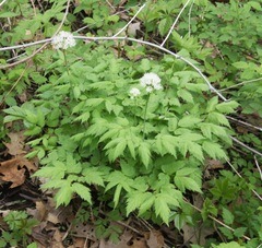 Actaea rubra