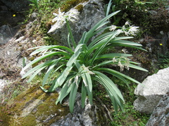 Pancratium illyricum