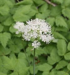 Actaea rubra