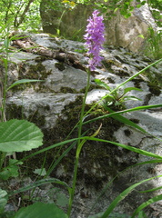 Dactylorhiza saccifera