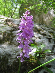 Dactylorhiza saccifera