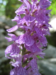 Dactylorhiza saccifera