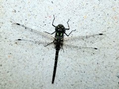 Gomphaeschna antilope