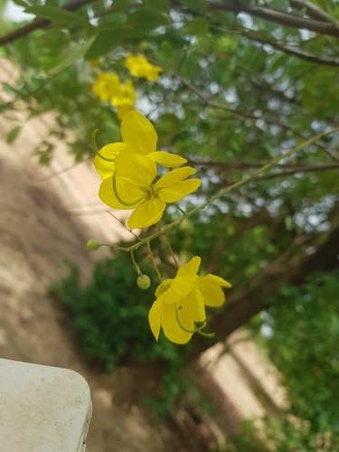 Golden Shower Tree