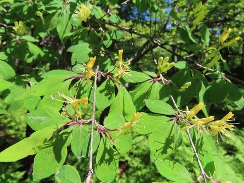 Image of Lonicera demissa by (c) Marco Mussita, some rights reserved (CC BY)