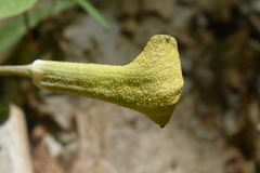 Uromyces ari-triphylli