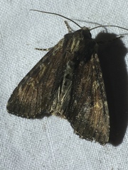 Apamea crenata