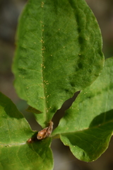 Uromyces ari-triphylli