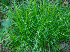 Carex prasina