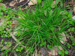 Carex prasina