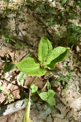 Uromyces ari-triphylli