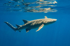 Tawny Nurse Shark photo 3