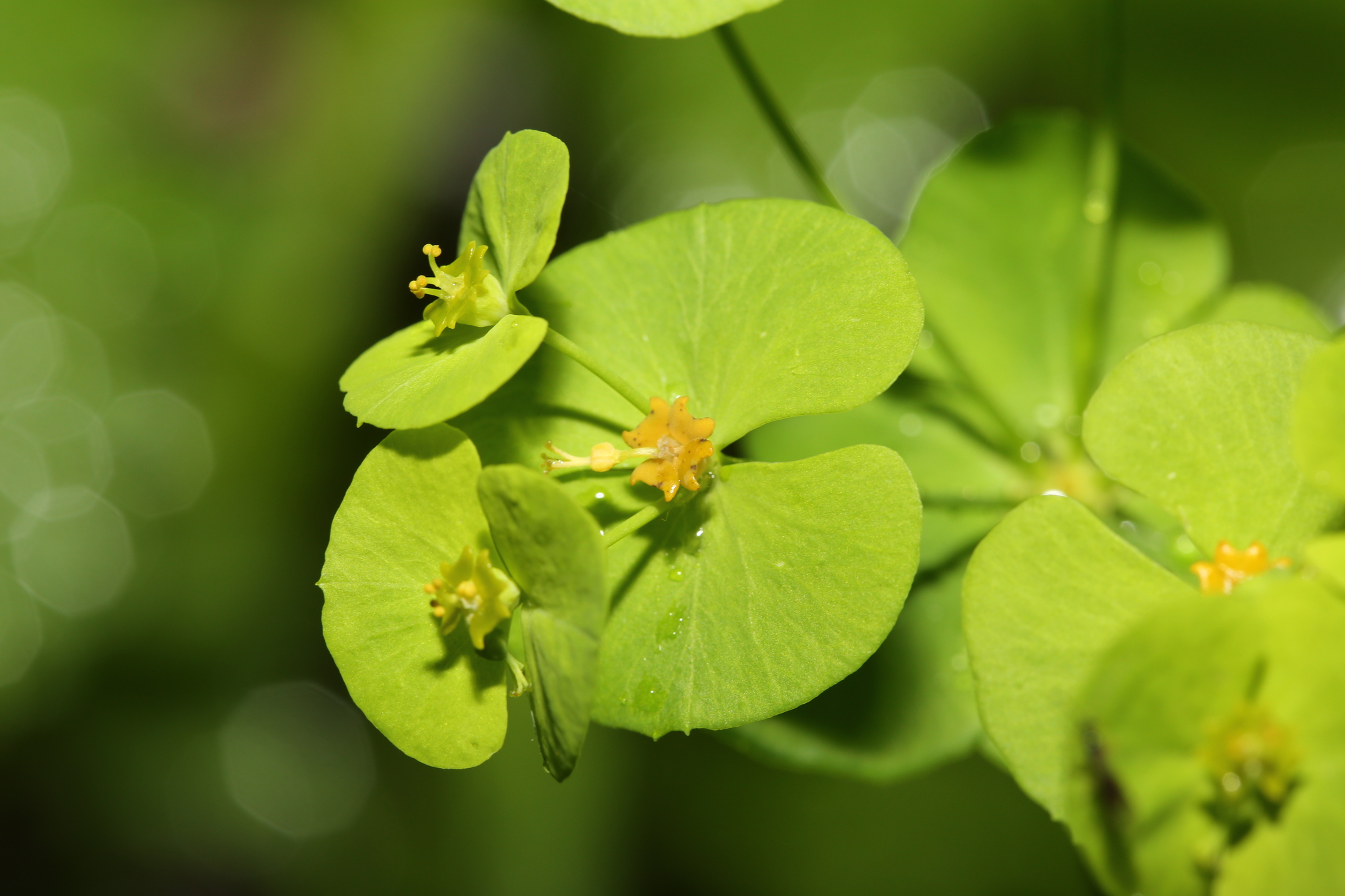 Euphorbia dahurica